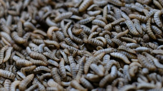 Close up of Black soldier fly (BSF) larvae or maggot, Hermetia Illucens insect farms for fish and poultry feed.