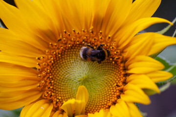 Hummel auf Sonnenblume