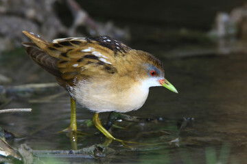 Wildlife - Birds. They live in little crake, all lakes and ponds with dense reed beds and fresh water. They feed on various aquatic plants, plant seeds and various insects.