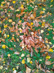 autumn leaves background