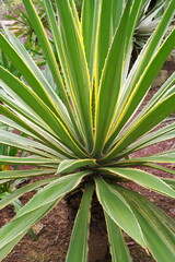 Aloe Agavenpflange von der Seite