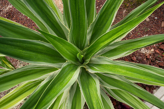 Nahaufnahme einer Aloe Agavenpflange von oben