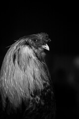 Black & White Barn Bird