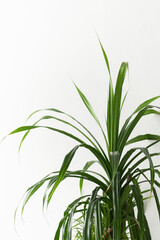 Potted Plant on White Background