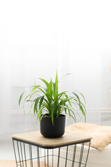 Potted Plant on White Background