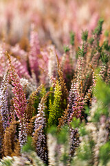 Heathers, blooming colorful autumn flowers.
