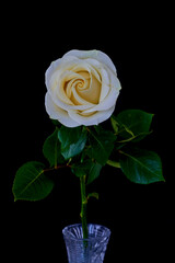 a rose flower grows on a black background