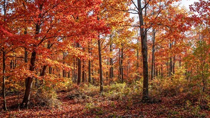 Fototapeta premium Vibrant autumn forest with fiery leaves and dappled sunlight