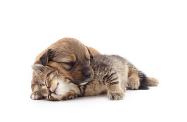 Little cat and puppy.