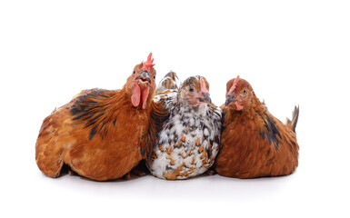 Two chickens and rooster.