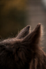 beautiful horse ears detail in the rain with small drops 