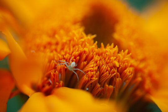 kleine wei&szlig;e Krabbenspinne auf Tagetes