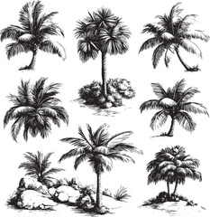 Detailed vintage botanical illustration featuring various palm trees and tropical plants, creating a lush and exotic scene