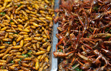 Fried insect, Fried Insect larvae street food of Thailand.Deep fried Cicada, pupa, starling,...
