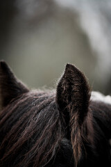 beautiful horse ears detail in the rain with small drops 