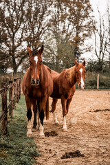 two horses standing and chilling relax equine herd friends