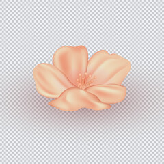 3d realistic cherry, peach or plum blossom with soft, delicate petals and detailed stamens, vibrant spring floral illustration, romantic and elegant design.  Flower symbolizing Asian traditions