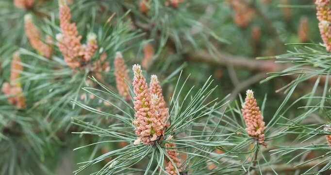 Young pine cones developing on a branch under warm spring sunlight
