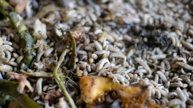 Black soldier fly larvae (Hermetia Illucens) or maggots are eating food waste. These larvae are decomposers of organic waste that contains high protein, good for animal feed such as chicken and fish.