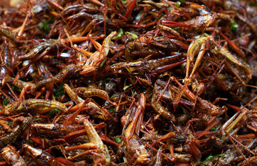 Fried insect, Fried Insect larvae street food of Thailand.Deep fried Cicada, pupa, starling, Brachytrupes, grasshopper, Fried Insect is one of the normal snack Thai food in Thailand.