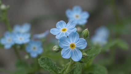 Charming pale blue forget me not blossom up close on blurred green background
