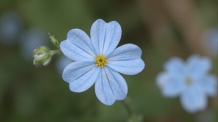 Charming pale blue forget me not blossom up close on blurred green background