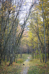 Autumn forest, trees with colorful leaves