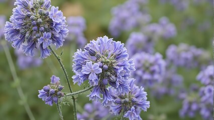 Obraz premium Soft purple lavender blossoms with velvety petals and budding flowers on blurred green background