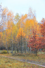 Autumn forest, trees with colorful leaves