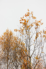 Autumn forest, trees with colorful leaves against sky, cloudy day