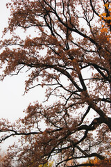 Autumn forest, trees with colorful leaves against sky, cloudy day