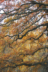 Autumn forest, trees with colorful leaves against sky, cloudy day
