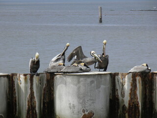 Pelicans resting by the water