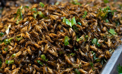 Fried insect, Fried Insect larvae street food of Thailand.Deep fried Cicada, pupa, starling, Brachytrupes, grasshopper, Fried Insect is one of the normal snack Thai food in Thailand.