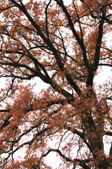Autumn forest, trees with colorful leaves against sky, cloudy day