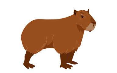 Cute capybara standing. Side adorable portrait of big wild rodent animal with brown fur and paws, funny lazy pet muzzle, fat baby capibara from zoo or tropical pond cartoon vector illustration