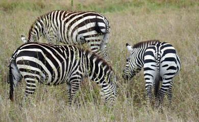 Three zebras grazing on dry grass african savanna