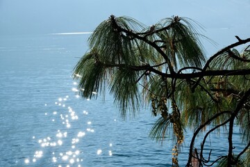 Pine branch above Como lake in the morning