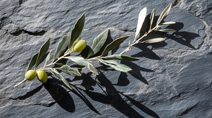 Single olive branch with ripe olives on a slate background, with minimal decoration and soft shadow play