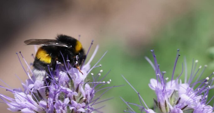 Bumblebee gathering pollen on purple flower