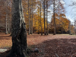 Hayedo abetal pirenaico en otoño