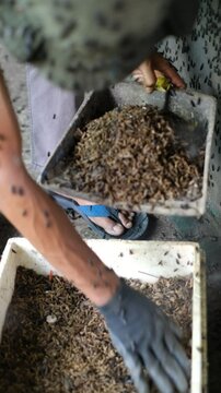 Close up of harvesting black soldier fly larvae at an insect farm for animal feed.