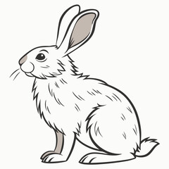 rabbit isolated on white