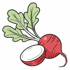 radish isolated on white