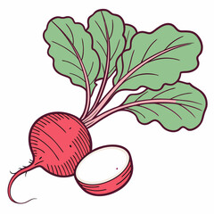 radish and lettuce