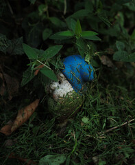 gnome hidden in the bushes 