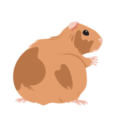 Guinea pig sitting, back view. Cute lazy fat baby animal with brown long fur, paws and funny face, small furry adorable domestic rodent, little guinea pig portrait cartoon vector illustration