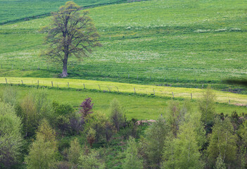 arbres et prairies au printemps,  dégradés de verts