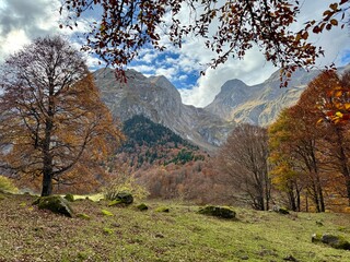Hayedo abetal pirenaico en otoño