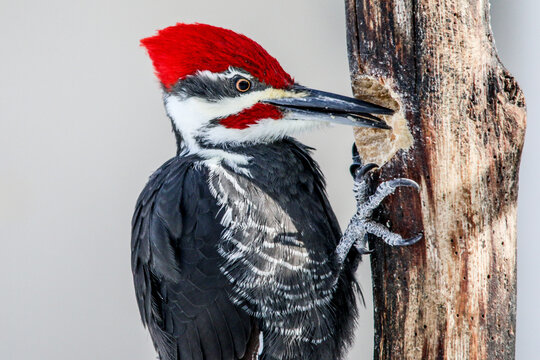 Pileated woodpecker on log